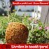 Biscuiți Ceai Green Diamond (pudră)- 240g (Cutie 6 Biscuiți)